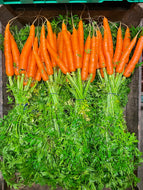 Carrots bunches
